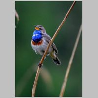 2013 3rd Steve Cload- bluethroat